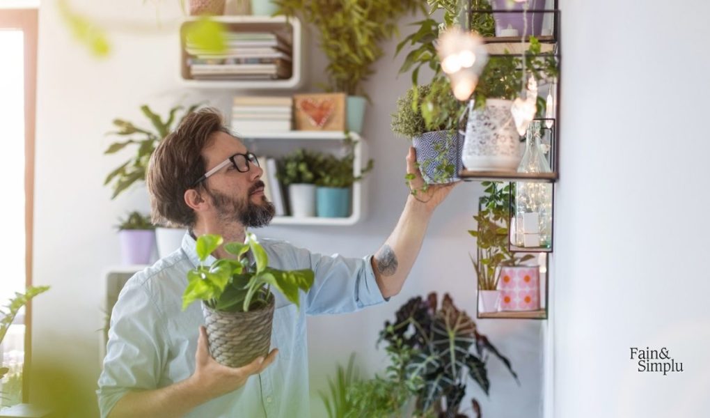 Plantele de apartament îți îmbunătățesc starea de spirit