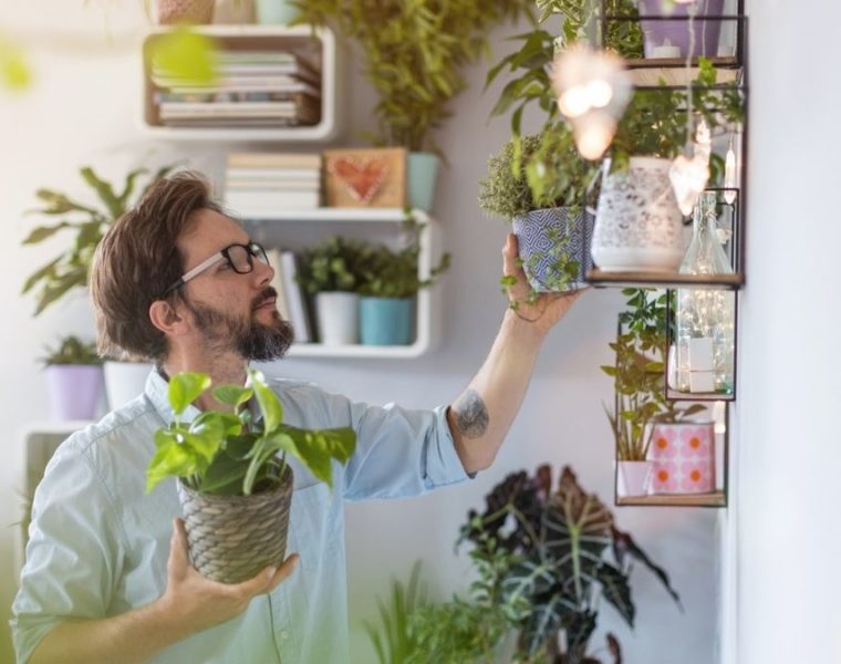 Plantele de apartament îți îmbunătățesc starea de spirit