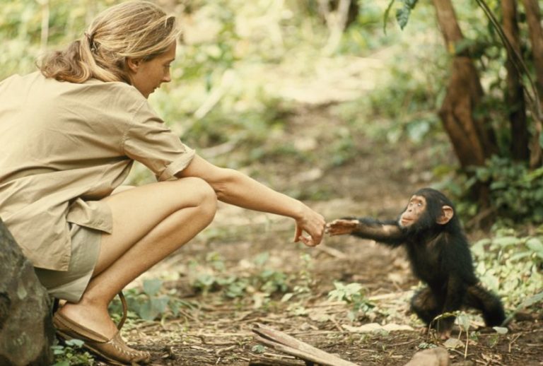 Jane Goodall: O viață dedicată studierii cimpanzeilor și conservării mediului